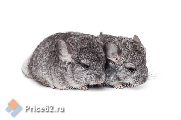 , ����� ������