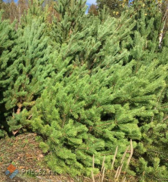 , ����� ������